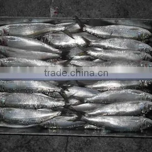 Land Frozen Sardine for Bait Hot Sale thumbnail-2