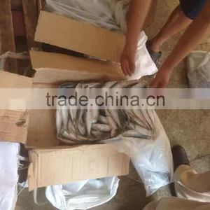 NEW FISH FROZEN SARDINE SEAFOOD FOR SALE thumbnail-2