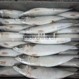 Mackerel(500g Up) thumbnail-1