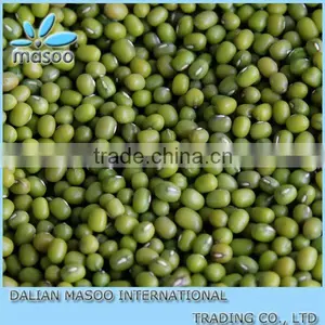 High Qualtiy Green Mung Bean for Sprouting,2012 Crop thumbnail-1