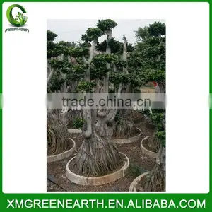 Ficus Microcarpa Multiroots 2m (1) thumbnail-2