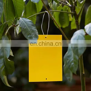 Eco Yellow Sticky Trap Insect Glue Traps for Thrips Flying Aphid Leaf Miners thumbnail-4