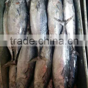 Sea Frozen Bonito Fish thumbnail-2