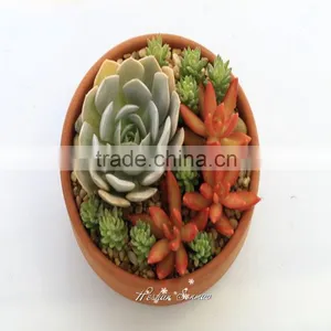 Natural Look Good Quality Artificial Succulent Bonsai Fake Succulent Plant Wholesale thumbnail-1