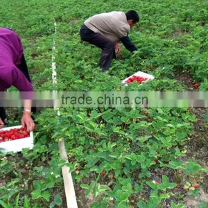 New Fresh Dandong Big Size Strawberry thumbnail-6