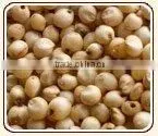 Sorghum for Human Consumption thumbnail-1
