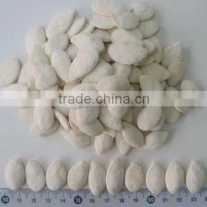 Grade A Pumpkin Seeds for New Zealand thumbnail-1