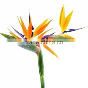 Fresh Cut Flowers Bird of Paradise Flowers thumbnail-1
