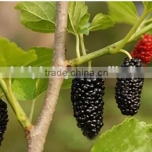 Mulberry Tree Seedling thumbnail-1
