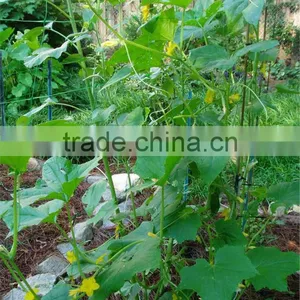 Greenhouse Plant Support Net Cucumber Net Used Greenhouses thumbnail-1