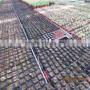 Agriculture Green House With Galvanized Steel Pipe thumbnail-6