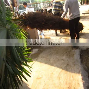 Trachycarpus Palms Trees thumbnail-1