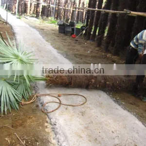 Fortunei Windmill Palms thumbnail-1