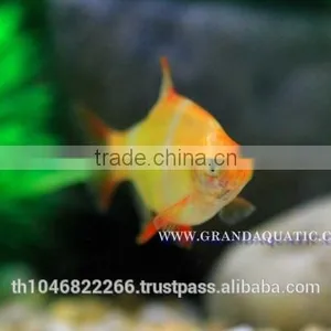 Golden Tiger Barb Fish For Sale and Export thumbnail-2