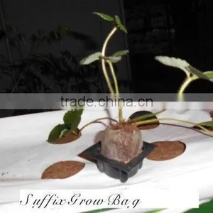 Grow Bag thumbnail-1