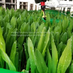 Container Type Hydroponic System Seed Germination Machine Hydroponic Forage Forage Planting System thumbnail-2