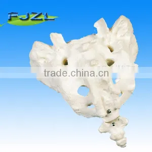 Humanl Anatomica Skeletonl Natural Size Human Lumbar Vertebra Sacrum Coccyx Model thumbnail-1