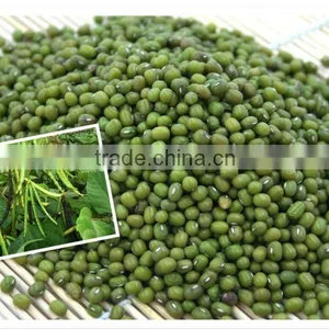 Green Mung Bean thumbnail-1