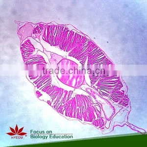 Supply Animal Round Coverglass Student Biological Teaching Slides Individual Microscope Prepared Slide thumbnail-4