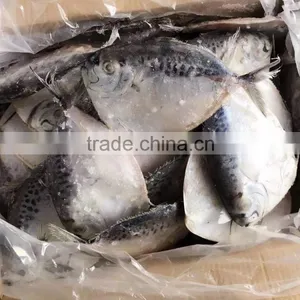 Chinese Moonfish Factory Price thumbnail-2