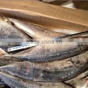 Exporting Frozen Horse Mackerel Fish thumbnail-1