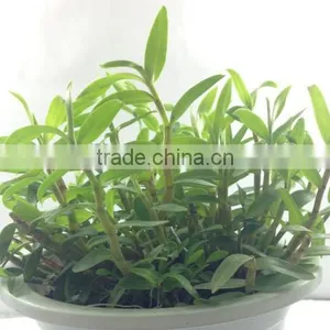 Dendrobium Seedling Nursery thumbnail-2