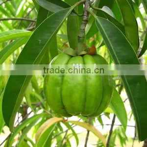 50%-60% Hydroxycitric Acid Garcinia Cambogia Extract thumbnail-2