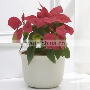 Plastic Round Succulent Plant Pot/Cactus Plant Pot Flower Container thumbnail-1