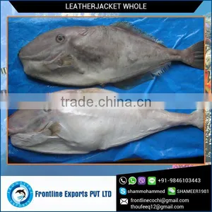Certified Supplier of Frozen Leatherjacket Whole thumbnail-1