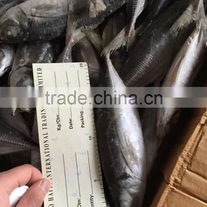 Horse Mackerel 20cm+ 2016 Seafrozen thumbnail-1