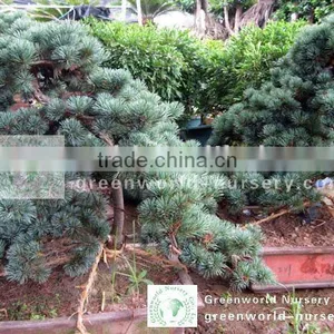 Pinus Bonsai Trees thumbnail-1