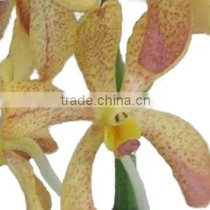 Fresh Cut Orchids, Mokara Orchids, Fresh Cut Stem thumbnail-1