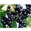 Black Currant Extract thumbnail-1