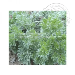 High Quality Yin Chen Oil Wholesale thumbnail-2