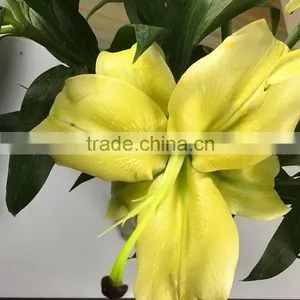 Fashion Yellow King Lilies Flower thumbnail-2