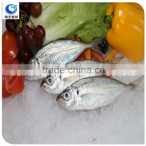Horse Mackerel Variety And Fish Category Horse Mackerel thumbnail-1
