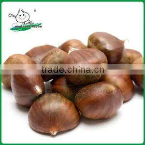 Wholesale Chestnut /Horse Chestnut/Chestnut From Fty thumbnail-1