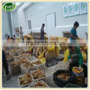 Fresh Whole Ginger Root Hot Sale thumbnail-1