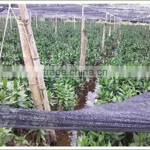 40cm Lotus Lucky Bamboo Air Bonsai Tree Dracaena Sanderiana Indoor Water Aquatic Feng Shui Plants Nursery Garden Decoration thumbnail-6