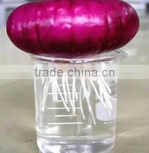 Allium L.s.root Tip for Mitosis Individual Slides thumbnail-2