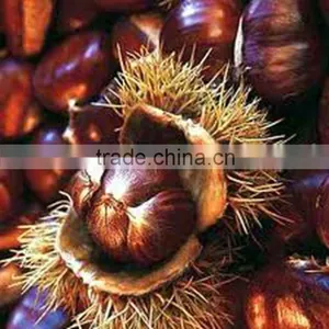 Fresh Factory Direct Chestnut Sale in Shell thumbnail-1