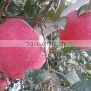 Apple Fruit Fresh thumbnail-1