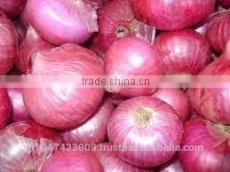 Fresh Onion thumbnail-2