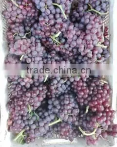 Fresh Red Grape thumbnail-1