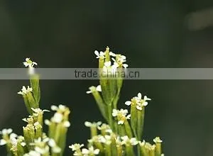 Tagetes Minuta thumbnail-1