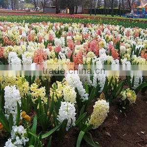 Hyacinthus Orientalis Bulbs thumbnail-3
