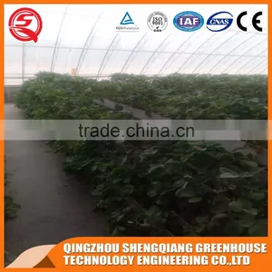 China Factory Direct Glass Greenhouse Hydroponic Systems for Sale thumbnail-5