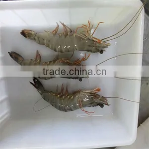 Frozen Shrimp Stuffing thumbnail-1