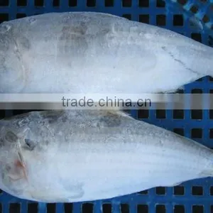 FROZEN SARDINE FISH/ SHAD FISH/ SIZE 4/6 thumbnail-2