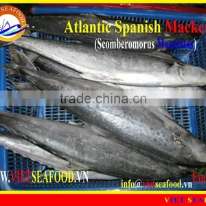 FROZEN ATLANTIC SPANISH MACKEREL W/R thumbnail-1
